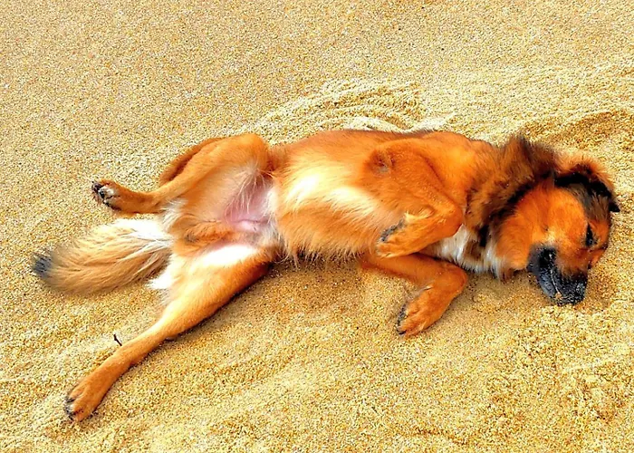 Shifting Sands Surf Camp Хостел *